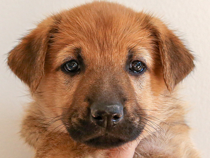 chinook puppy